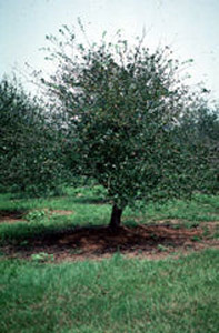 Mayhaw tree in orchard